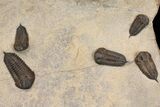 Cluster Of Ordovician Trilobites (Sokhretia?) - Erfoud, Morocco #164747-4